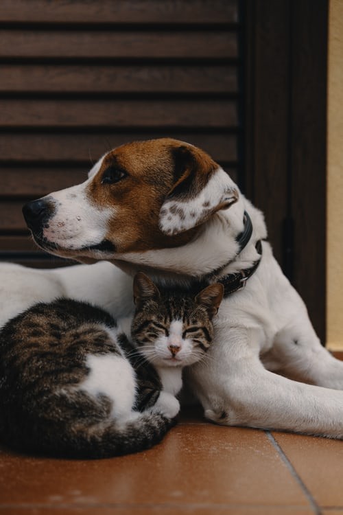 COVID-19 and your Pet